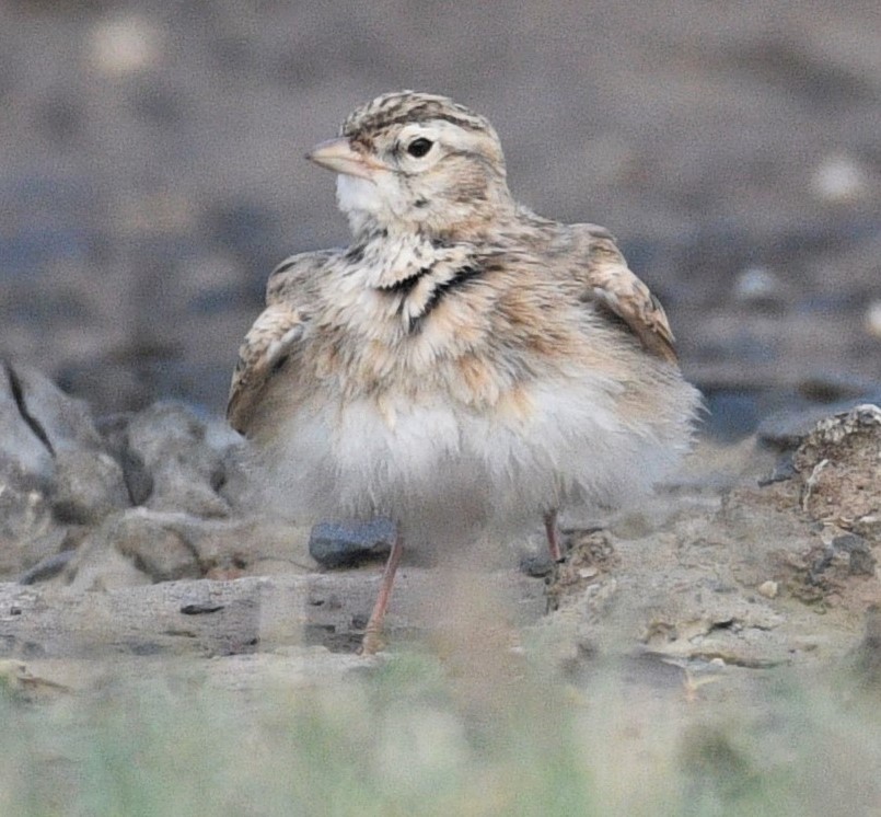 Oriental Sky Lark